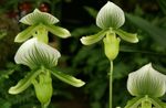 House Flowers Slipper Orchids herbaceous plant (Paphiopedilum) Photo; green