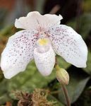 House Flowers Slipper Orchids herbaceous plant (Paphiopedilum) Photo; white