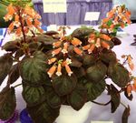 House Flowers Smithiantha herbaceous plant  Photo; orange