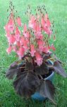 House Flowers Smithiantha herbaceous plant  Photo; pink