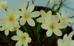 House Flowers Sparaxis herbaceous plant  Photo; white