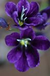 House Flowers Sparaxis herbaceous plant  Photo; purple