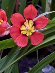 House Flowers Sparaxis herbaceous plant  Photo; red