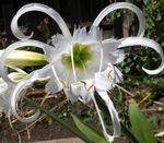 House Flowers Spider Lily, Ismene, Sea Daffodil herbaceous plant (Hymenocallis-festalis) Photo; white