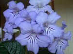 House Flowers Strep herbaceous plant (Streptocarpus) Photo; light blue