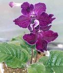 House Flowers Strep herbaceous plant (Streptocarpus) Photo; purple