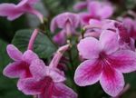 House Flowers Strep herbaceous plant (Streptocarpus) Photo; pink