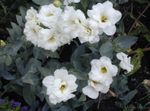 House Flowers Texas Bluebell, Lisianthus, Tulip Gentian herbaceous plant (Lisianthus (Eustoma)) Photo; white