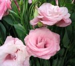 House Flowers Texas Bluebell, Lisianthus, Tulip Gentian herbaceous plant (Lisianthus (Eustoma)) Photo; pink