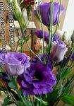 Texas Bluebell, Lisianthus, Tulip Gentian Photo and characteristics