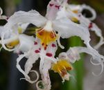 House Flowers Tiger Orchid, Lily of the Valley Orchid herbaceous plant (Odontoglossum) Photo; white