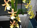 House Flowers Tiger Orchid, Lily of the Valley Orchid herbaceous plant (Odontoglossum) Photo; yellow