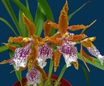 House Flowers Tiger Orchid, Lily of the Valley Orchid herbaceous plant (Odontoglossum) Photo; orange