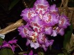 House Flowers Tiger Orchid, Lily of the Valley Orchid herbaceous plant (Odontoglossum) Photo; lilac
