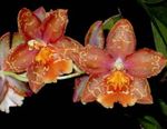 House Flowers Tiger Orchid, Lily of the Valley Orchid herbaceous plant (Odontoglossum) Photo; red