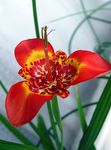 Tigridia, Mexican Shell-flower herbaceous plant  Photo; red