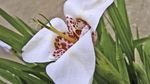 Tigridia, Mexican Shell-flower herbaceous plant  Photo; white