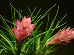 House Flowers Tillandsia herbaceous plant  Photo; pink