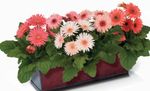 House Flowers Transvaal Daisy herbaceous plant (Gerbera) Photo; pink