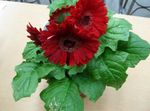 House Flowers Transvaal Daisy herbaceous plant (Gerbera) Photo; claret