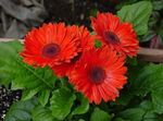 House Flowers Transvaal Daisy herbaceous plant (Gerbera) Photo; red