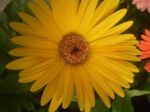 House Flowers Transvaal Daisy herbaceous plant (Gerbera) Photo; yellow