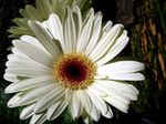 House Flowers Transvaal Daisy herbaceous plant (Gerbera) Photo; white