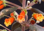 House Flowers Tree Gloxinia herbaceous plant (Kohleria) Photo; orange