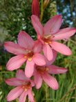 House Flowers Tritonia herbaceous plant  Photo; pink