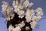 House Flowers Tritonia herbaceous plant  Photo; white