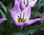 House Flowers Tulip herbaceous plant (Tulipa) Photo; lilac