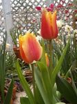 House Flowers Tulip herbaceous plant (Tulipa) Photo; red