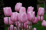 House Flowers Tulip herbaceous plant (Tulipa) Photo; pink