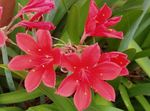 House Flowers Vallota herbaceous plant (Vallota (Cyrtanthus)) Photo; pink