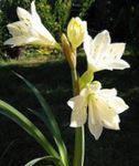 House Flowers Vallota herbaceous plant (Vallota (Cyrtanthus)) Photo; white