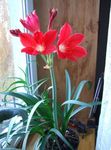 House Flowers Vallota herbaceous plant (Vallota (Cyrtanthus)) Photo; red
