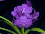 House Flowers Vanda herbaceous plant  Photo; lilac