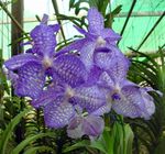 House Flowers Vanda herbaceous plant  Photo; light blue