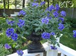 House Flowers Verbena herbaceous plant (Verbena Hybrida) Photo; dark blue