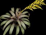 House Flowers Vriesea herbaceous plant  Photo; yellow