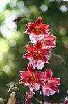 House Flowers Vuylstekeara-cambria herbaceous plant  Photo; red