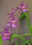House Flowers Vuylstekeara-cambria herbaceous plant  Photo; purple