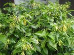 House Flowers Ylang Ylang, Perfume Tree, Chanel #5 Tree, Ilang-ilang, Maramar  (Cananga odorata) Photo; yellow