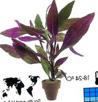 House Plants Alternanthera shrub  Photo; purple