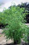 House Plants Bamboo  (Bambusa) Photo; green