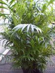 House Plants Bamboo palm shrub (Chamaedorea) Photo; green
