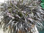 House Plants Black Dragon, Lily-turf, Snake's beard  (Ophiopogon) Photo; silvery