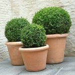 House Plants Boxwood shrub (Buxus) Photo; green