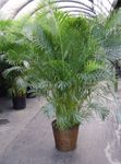 House Plants Butterfly Palm, Golden Cane Palm tree (Areca) Photo; green