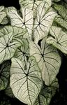 House Plants Caladium   Photo; silvery